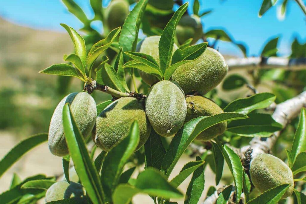 کود مایع مرغی برای بادام