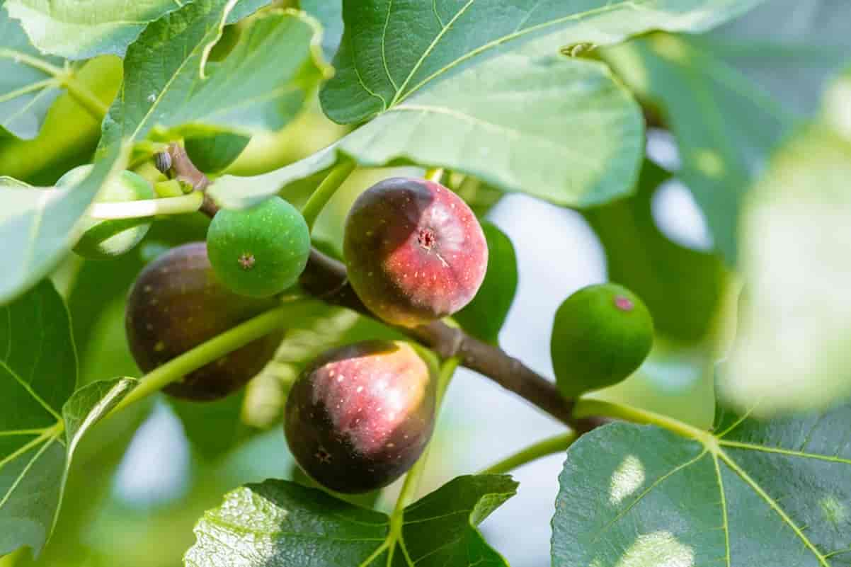 کود مرغی برای درخت انجیر 