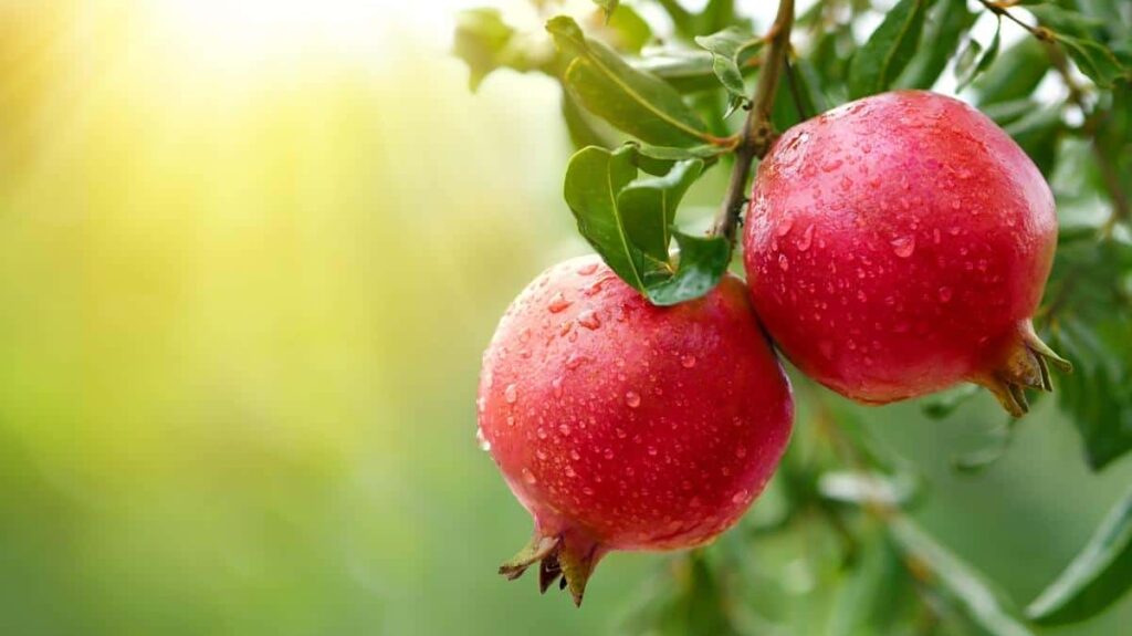 بهترین کود برای درخت انار