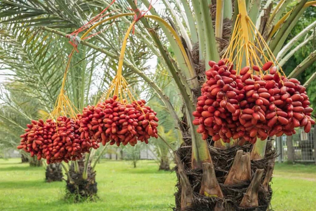 بهترین کود برای جلوگیری از ریزش خرما