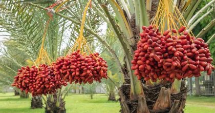 بهترین کود برای جلوگیری از ریزش خرما