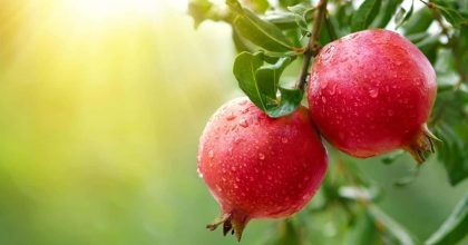 بهترین کود برای درخت انار